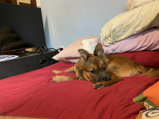 a puppy on a bed