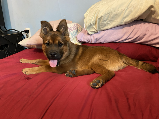 a puppy on a bed panting happily