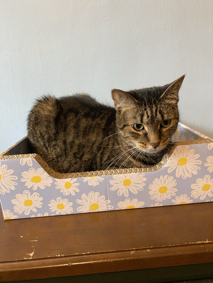 a displeased tabby in a box