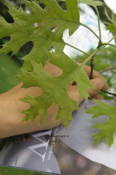Photo of treespecies Quercus ellipsoidalis : Category is blad-leaf-blatt-feuille-hoja