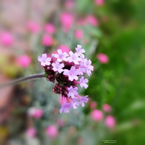 A close-up of an umbel of tiny, purple Argentinian vervain flowers.