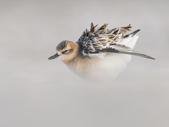 A dotterel shaking its feathers with soft foreground and background giving an ethereal misty feel.