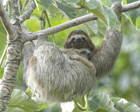 A big fat furry sloth is hanging from a tree branch against a background of green forest. A small baby is clinging to her belly and upper chest, turned to tuck the top of baby's head under mom's chin. The sloths have black eyes with a noticeable dark mask around the eyes. This is Brown-throated Sloth, a three-toed sloth. Photo by Peachfront. Osa Peninsula, Costa Rica.