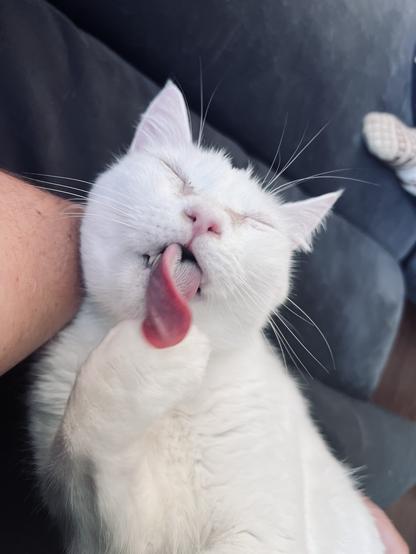 White cat grooming itself with a very long and twisty tongue