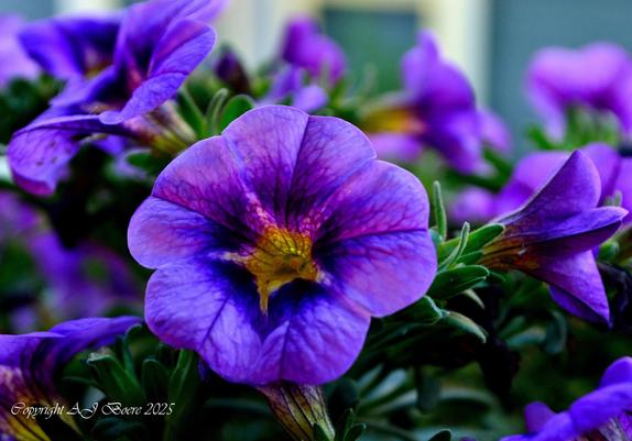 Calibrachoa is de botanische naam van een geslacht uit de nachtschadefamilie (Solanaceae). Het geslacht is vernoemd naar Antonio de Caly Bracho, een Mexicaanse hoogleraar in de farmacie.

De soorten zijn groenblijvende, overblijvende kruiden. De bloemen lijken op die van Petunia, waarmee dit geslacht nauw verwant is en waarin deze planten oorspronkelijk waren ingedeeld. Bij nader onderzoek bleek dat er belangrijke verschillen waren in de chromosomensamenstelling en de voortplantingswijze met de soorten die nu tot Petunia worden gerekend
