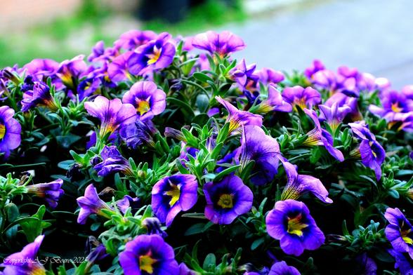 Calibrachoa is de botanische naam van een geslacht uit de nachtschadefamilie (Solanaceae). Het geslacht is vernoemd naar Antonio de Caly Bracho, een Mexicaanse hoogleraar in de farmacie.

De soorten zijn groenblijvende, overblijvende kruiden. De bloemen lijken op die van Petunia, waarmee dit geslacht nauw verwant is en waarin deze planten oorspronkelijk waren ingedeeld. Bij nader onderzoek bleek dat er belangrijke verschillen waren in de chromosomensamenstelling en de voortplantingswijze met de soorten die nu tot Petunia worden gerekend