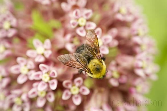 Carpenter bee on top of pink milkweed macro photograph
