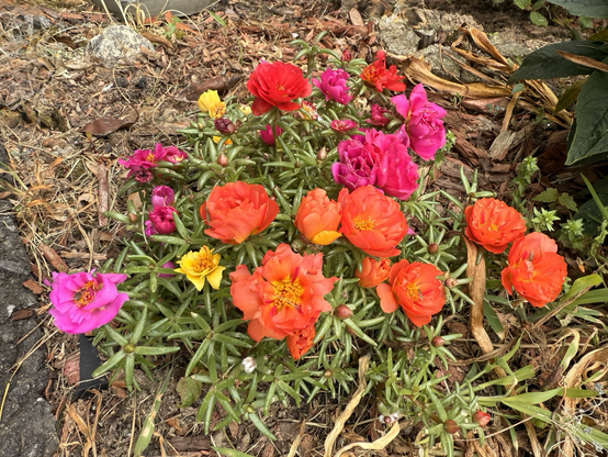Portulaca flowers