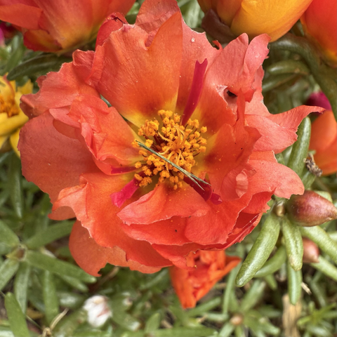 Orange portulaca flower