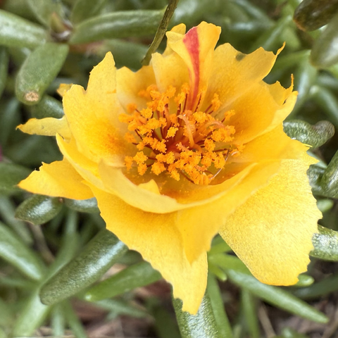 Yellow portulaca flower