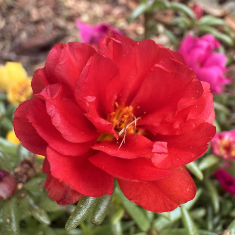 Red portulaca flower