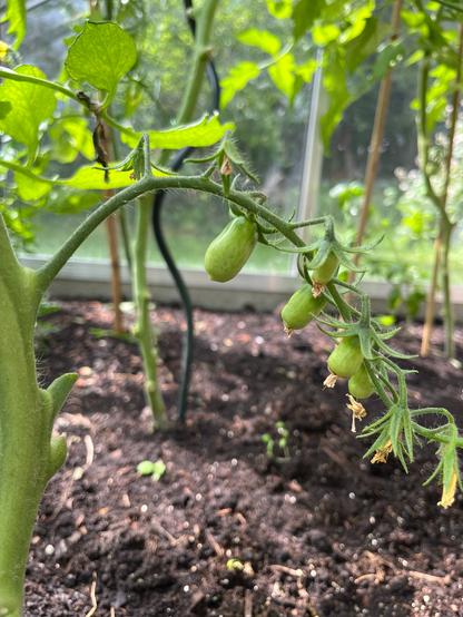 Kalami, een mini San Marzano tomaatje.