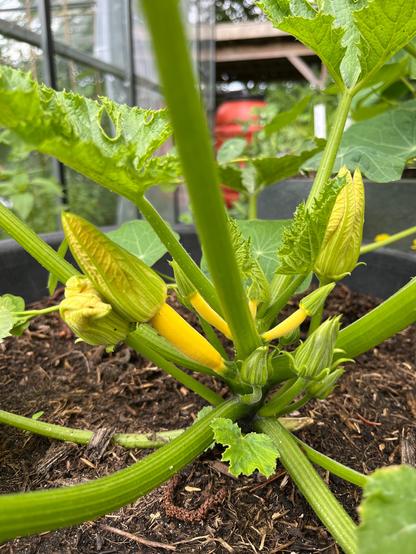 Gele zucchini
