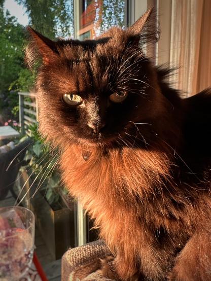 En svart katt som lyser rödbrun i solljuset.