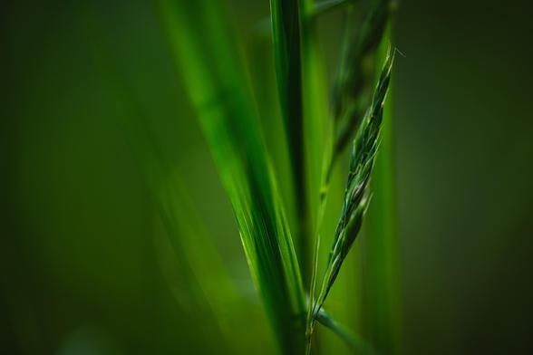 A very close up photograph of a fewn strands and leaves of tall grass backlit slightly by the evening sun. Tha grass sticks up at different angles from a point slightly to the right bottom, almost as if they were in a vase.

The background is very blurred, soft and green, hinting at more lush grass further back.