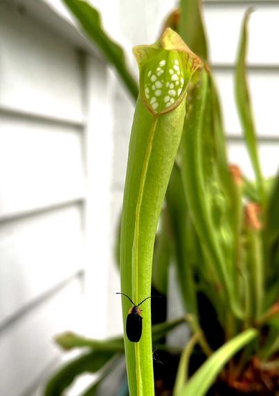 A close-up of a green pitcher plant (Sarracenia minor) with a black beetle climbing on its stem. The background is slightly blurred, showcasing more green foliage.