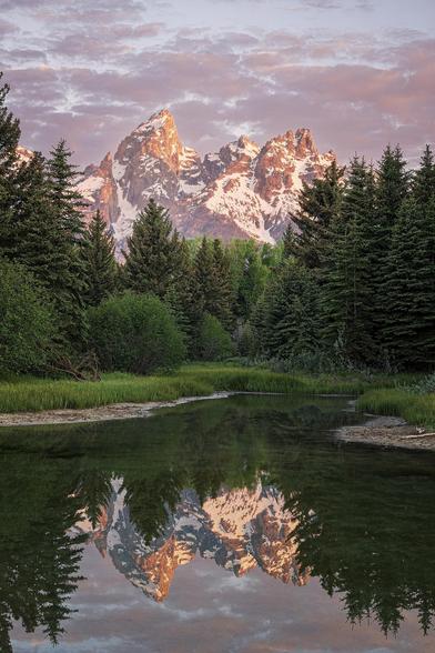 Grand Teton mountain reflected in the calm pond below and framed by spruce and cottonwood trees. At Schwabacher's Landing, Grand Teton National Park, Wyoming.