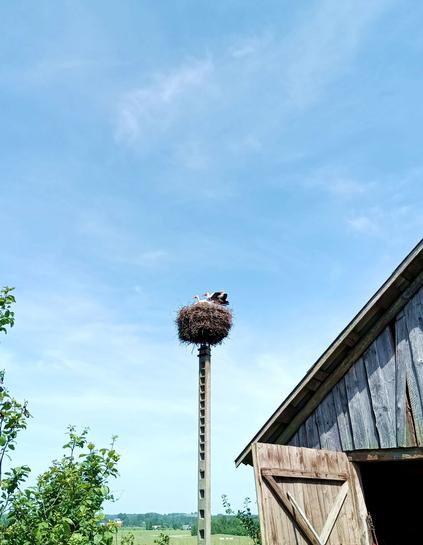 Stork nest, with two adult storks standing in it, staring down and intruder. One is posing with the wings half opened and the beak clacking away.