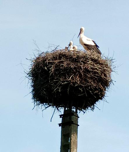 Zoomed shot of the stork nest, with three small heads with black beaks visible next to a tall adult bird looking proud.