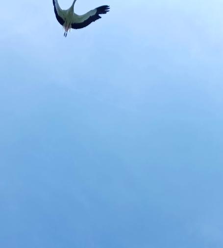 An intruder flying overhead faster than the camera could follow. You can only see the legs and wings, which are curved nicely.