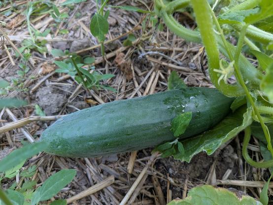 Un beau concombre encore sur la terre paillée