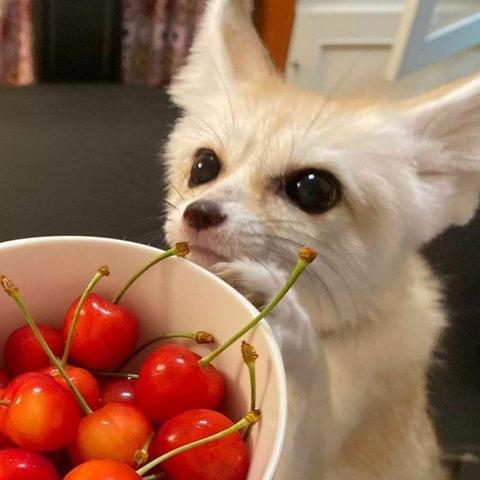 Picture of a Fox
