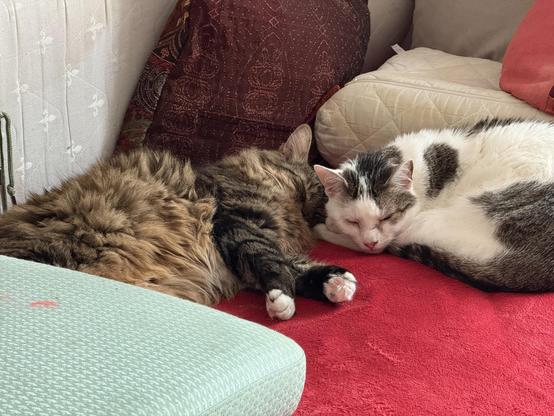 A big fuzzy tabby sleeping with his head against a sleeping black and white cat.