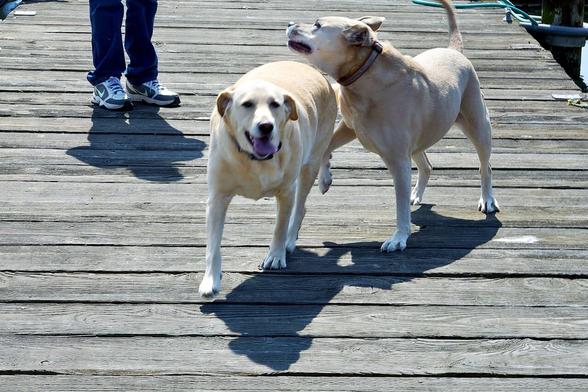 Two large, friendly dogs on the docks, with human dad.