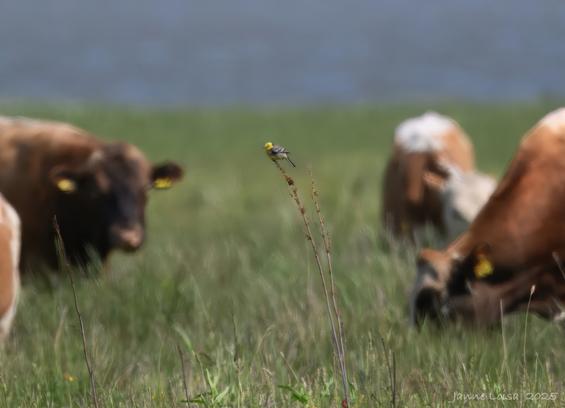A tiny, male Citrine Wagtail on a meadow surrounded by cows.
