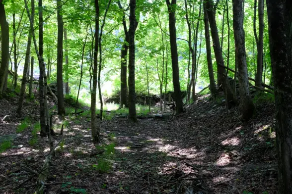 Green trees illuminated by sunlight, seen from within a shadowed forest.