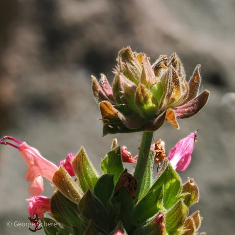 Hummingbird sate, with green and purple fleshy leaves, and bold pink flowers, against a out of focus dark background.