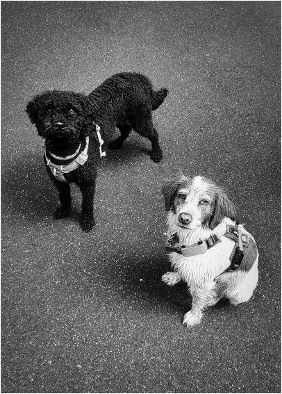 Das Schwarzweißfoto zeigt zwei Hunde, die auf einem dunklen Untergrund stehen, der wie Asphalt aussieht. Der eine Hund ist ein schwarzer Pudel, der andere ein kleinerer, weiß-brauner Hund, der etwas nass aussieht. Beide schauen aufmerksam nach oben in die Kamera des Fotografen, der gut 3 Meter vor ihnen steht, im Foto jedoch nicht zu sehen ist.