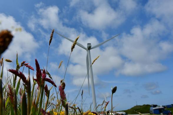 Wind turbine in the background against a blue sky. Slightly cloudy. Heather flowers and grasses can be seen in the foreground. The view is very close to the heather flowers, which therefore appear quite large. The wind turbine, on the other hand, looks small in the background.