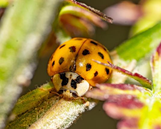 Lady Bug on a stem