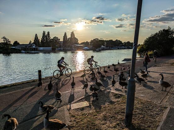 A gaggle of geese on a path next to the river with cyclists passing.