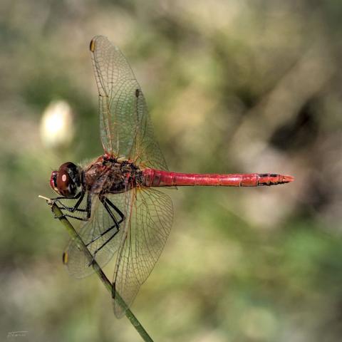Das Bild zeigt eine Blutrote Heidelibelle (Sympetrum sanguineum), die auf einem dünnen Pflanzenstängel sitzt. Die Libelle ist im Profil zu sehen, mit einem auffällig leuchtend roten Hinterleib, der auf ein Männchen hinweist. Ihre durchscheinenden Flügel sind fein geädert und zeigen dunkle Flügelmale. Die Beine sind schwarz, der Kopf ist dunkelrot mit auffälligen Augen. Der Hintergrund ist weich verschwommen und hebt das Insekt klar vom Umfeld ab, was den Fokus ganz auf die filigrane Schönheit der Libelle lenkt.