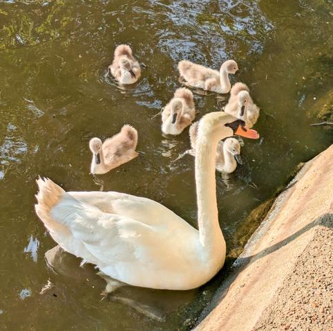 A swan with her cygnets