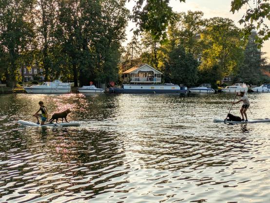 Two paddle boards on the river with dogs on them
