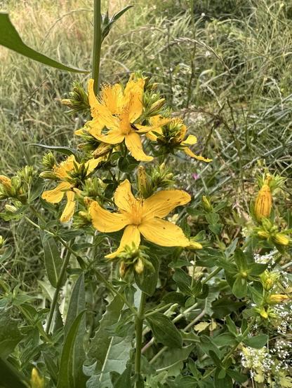 Zahlreiche gelbe Blüten von seitlich Alben fotografiert, sie wachsen an einem hohen dünnblättrigen Stengel hoch über der vom Wind gedrückten hohen Wiese