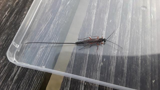 Fairly large parasitic wasp with orange legs, an elongated black body, and an even longer ovipositor.