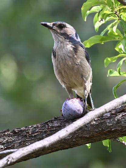 A California Scrub-Jay with a purple plum pinned on a horizontal branch with its left claw.