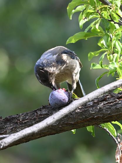 A California Scrub-Jay picking at a purple plum pinned on a horizontal branch with its left claw.
