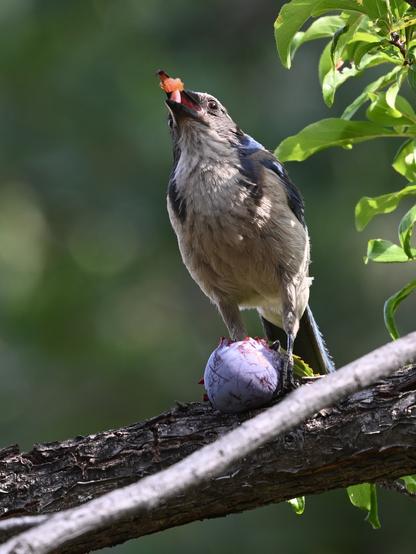 A California Scrub-Jay with a piece of a purple plum in its mouth high in the air while the fruit pinned on a horizontal branch with its left claw.