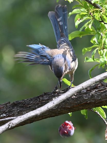 A California Scrub-Jay looking down as a purple plum falls from the branch where it was pinned on a horizontal branch with its left claw while it picked at it.