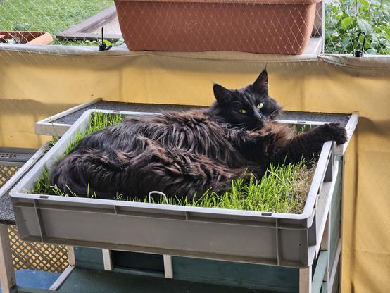 Black long-haired cat "Hope" lying in the sun in cat grass in a grey plastic box, looking at the camera.