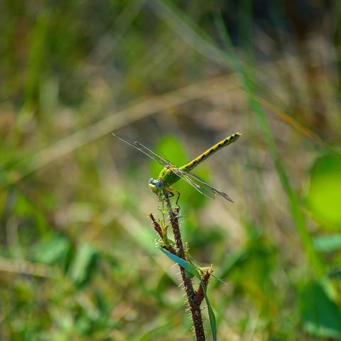 A snaketail dragonfly