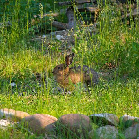 A rabbit