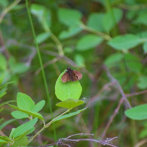 A skippers butterfly
