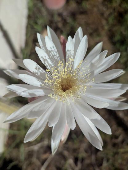 photo of a white cactus flower with a yellowish center taken from above