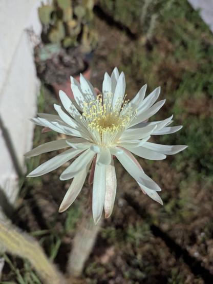 flower from the side